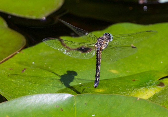 _43G2561 yd Female Blue Dasher v1