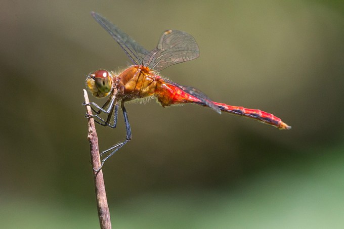 _43G2840 meadowhawk v1