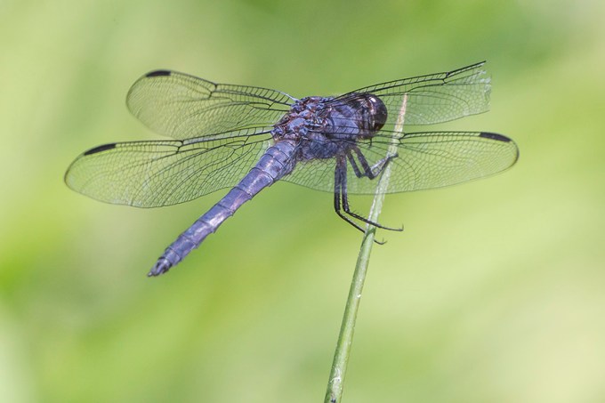 _43G3158 Slaty Skimmer v2