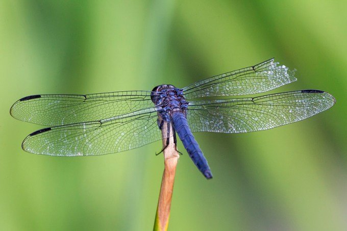 _43G3163 Slaty Skimmer