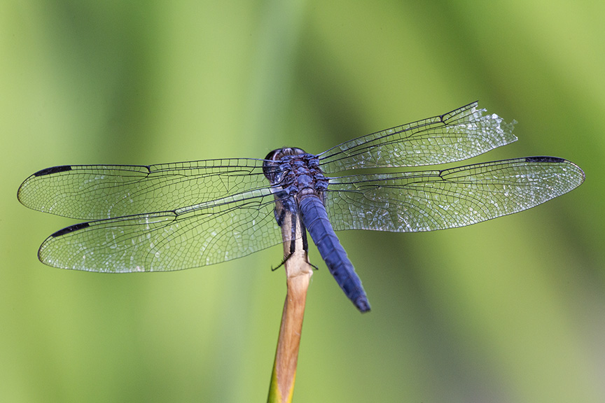 _43G3163 Slaty Skimmer