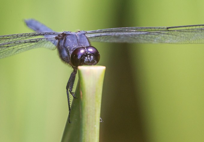 _43G3171Slaty Skimmer v2