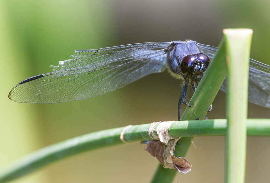 _43G3263 Slaty Skimmer v2