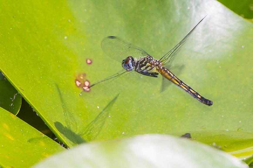 _43G3960 pond blue dasher female eggs v2