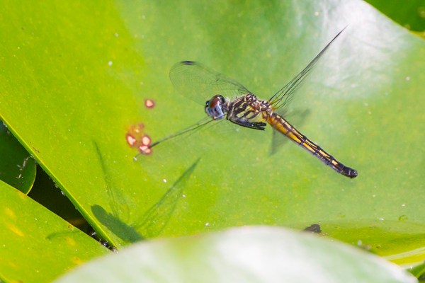 _43G3960 pond blue dasher female eggs v2