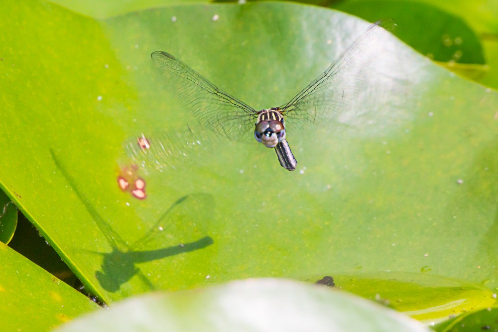 _43G3962 pond blue dasher female eggs v2