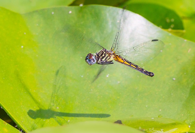 _43G3968 pond blue dasher female v4