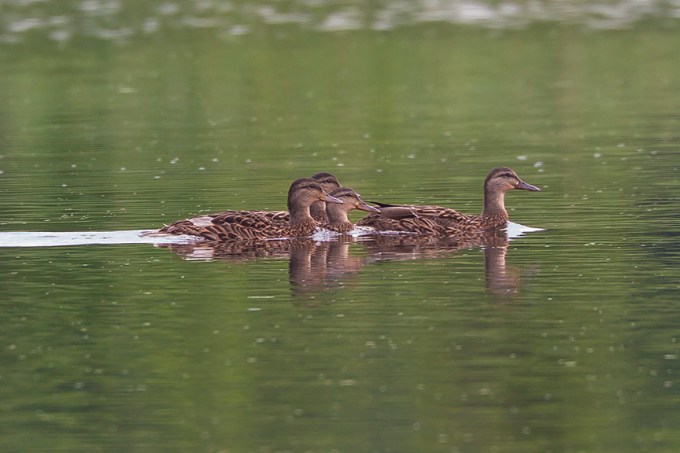 _43G4310 cf wood ducks v3