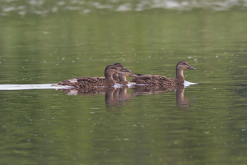 _43G4310 cf wood ducks v3