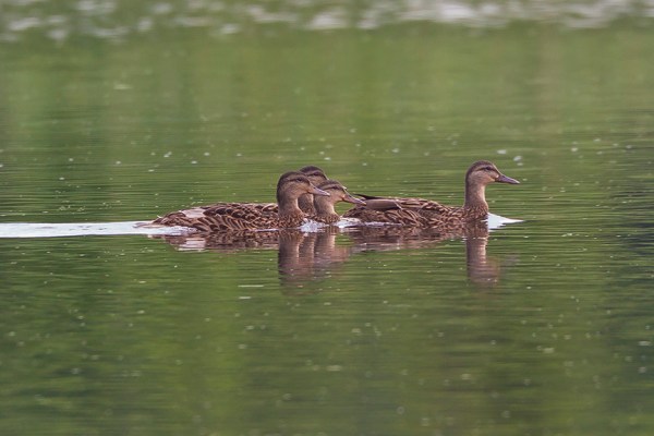 _43G4310 cf wood ducks v3