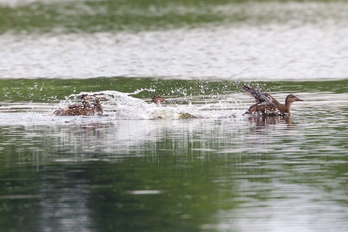 _43G4313 cf wood ducks v2