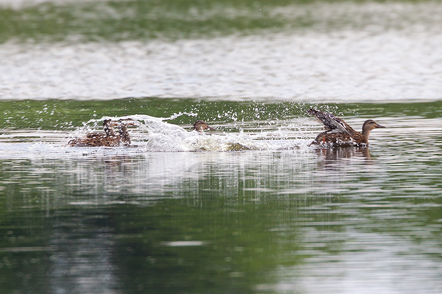 _43G4313 cf wood ducks v2