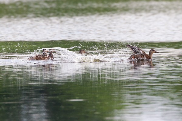 _43G4313 cf wood ducks v2