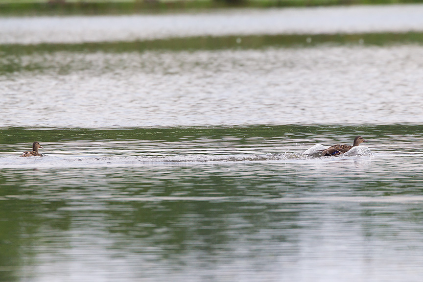 _43G4314 cf wood ducks v1