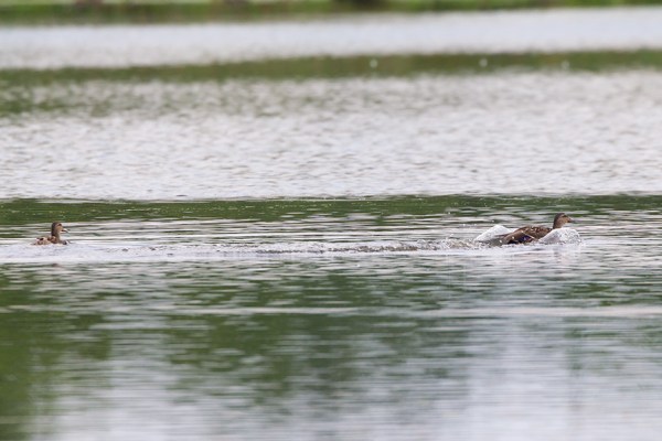 _43G4314 cf wood ducks v1