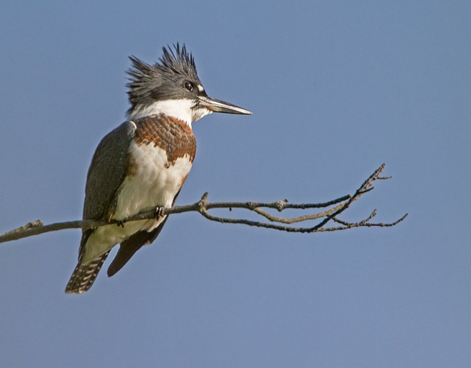 _43G4990 cf kingfisher v2