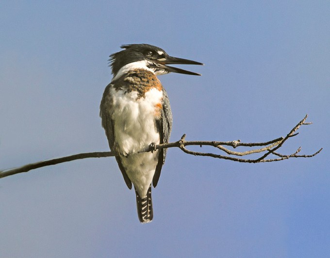 _43G5027 cf kingfisher v2