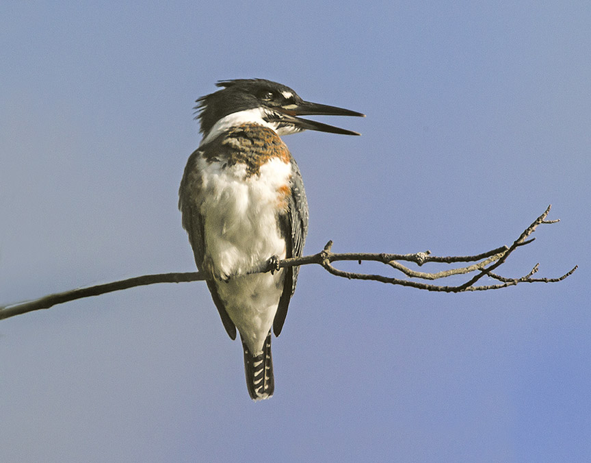 _43G5027 cf kingfisher v2