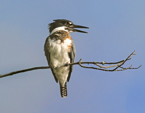 _43G5027 cf kingfisher v2