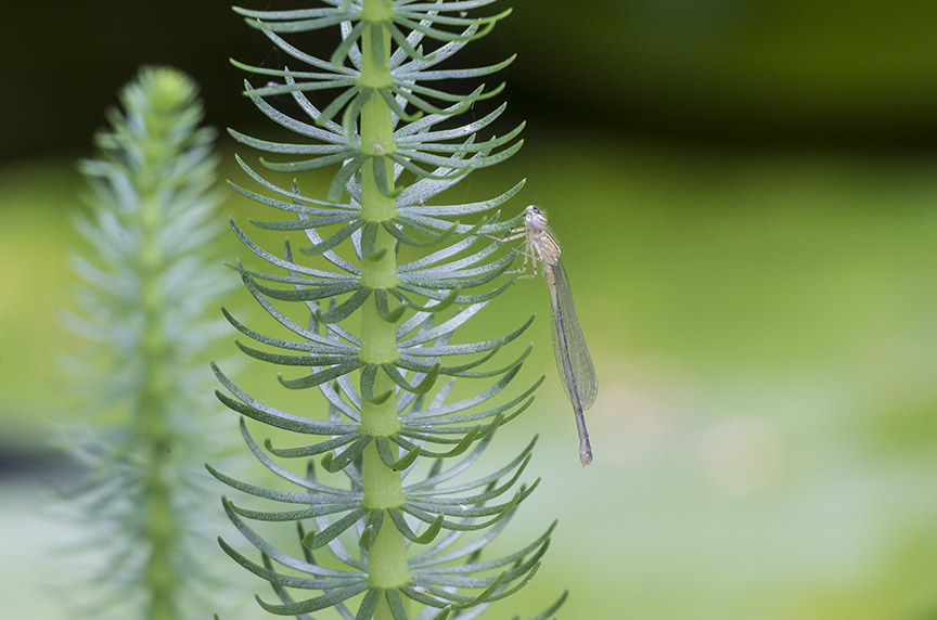 _43G5147 pond teneral damselfly v2