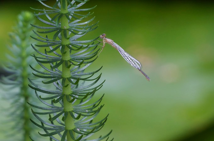 _43G5178 pond teneral damselfly v1
