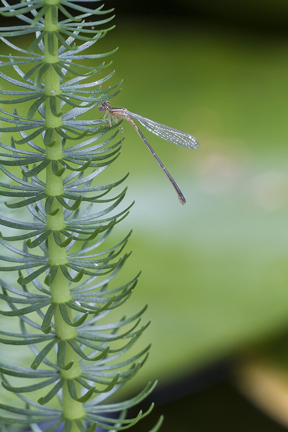 _43G5182 pond teneral damselfly v1