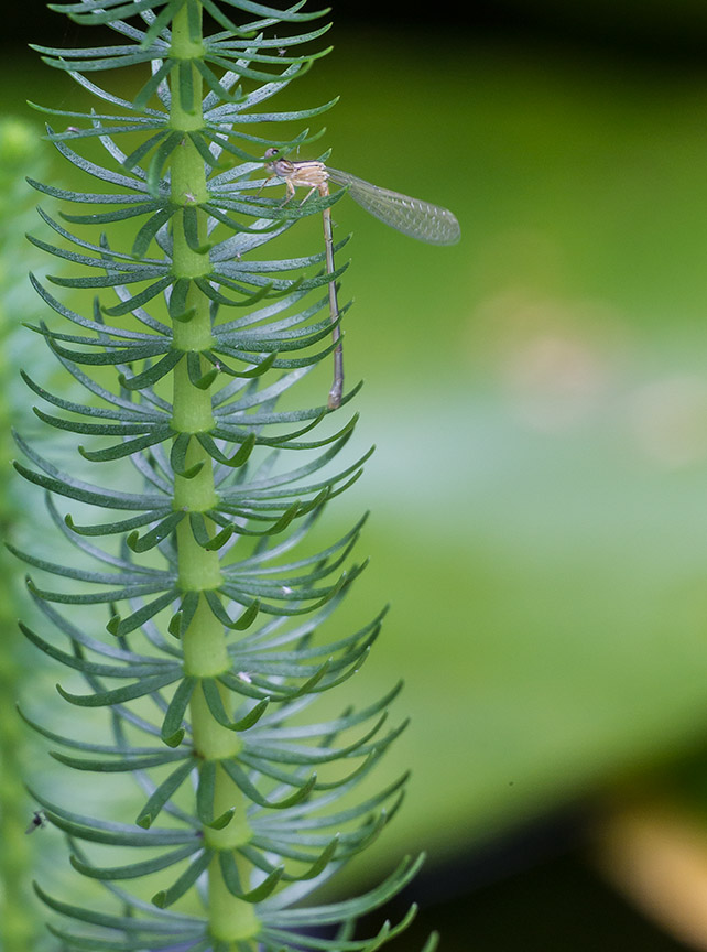 _43G5187 pond teneral damselfly v1