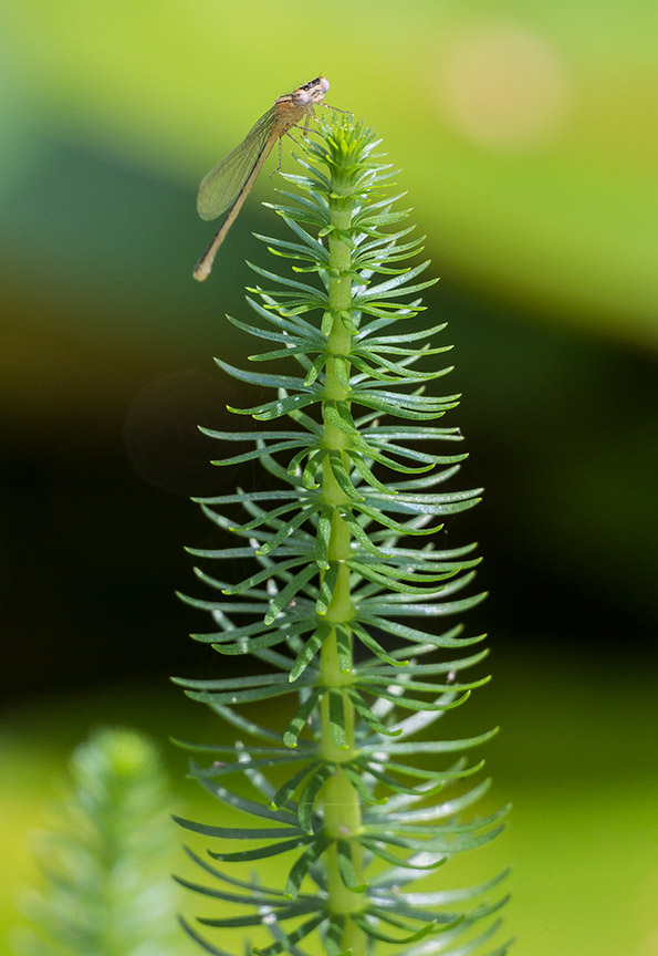 _43G5265 pond teneral damselfly v1