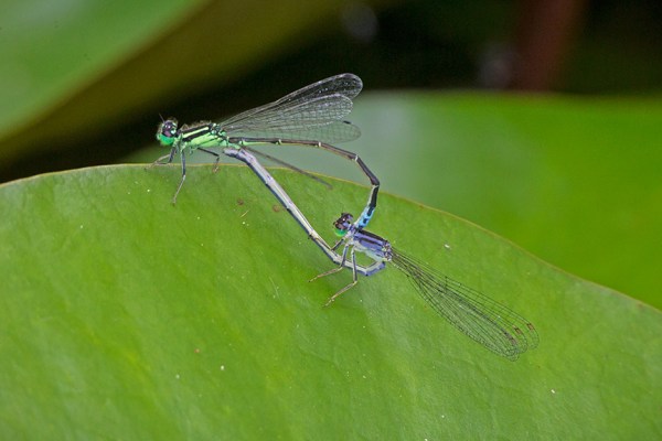 _43G5368 pond damselflies mating v3