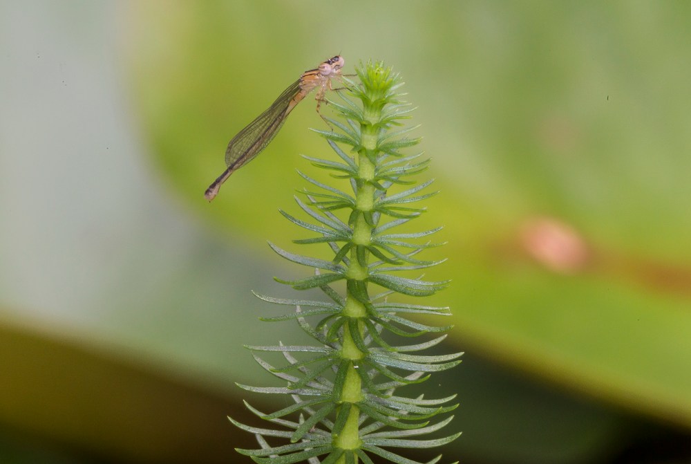 _43G5443 pond teneral damselfly v1