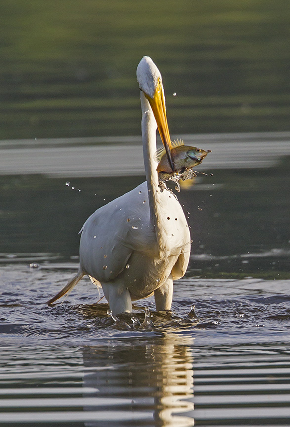 _43G9785 cf Great Egret v4