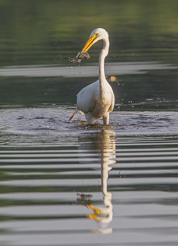 _43G9786 cf Great Egret v3