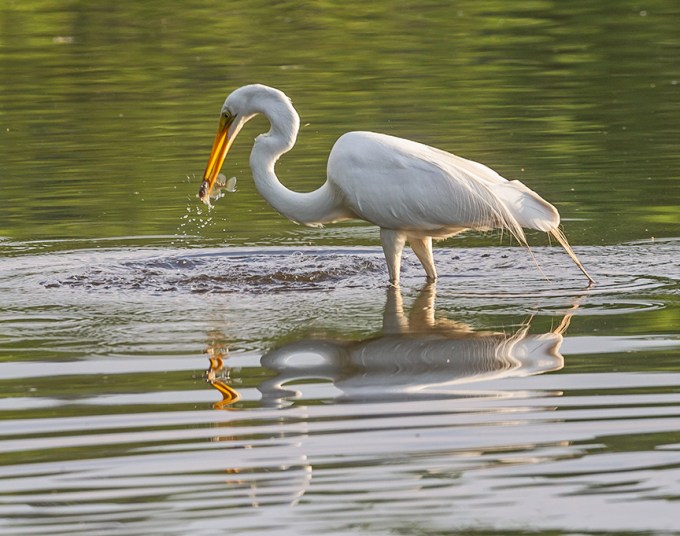 _43G9890 cf Great Egret v3