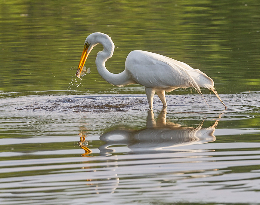 _43G9890 cf Great Egret v3