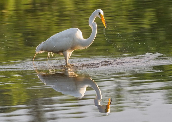 _43G9927 cf Great Egret v4