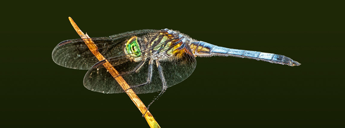 _80I9991 Blue Dasher dragonfly v4