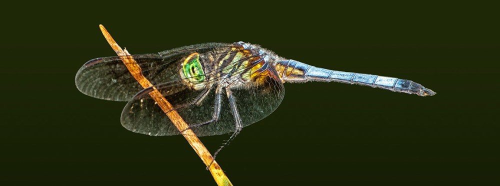 _80I9991 Blue Dasher dragonfly v4