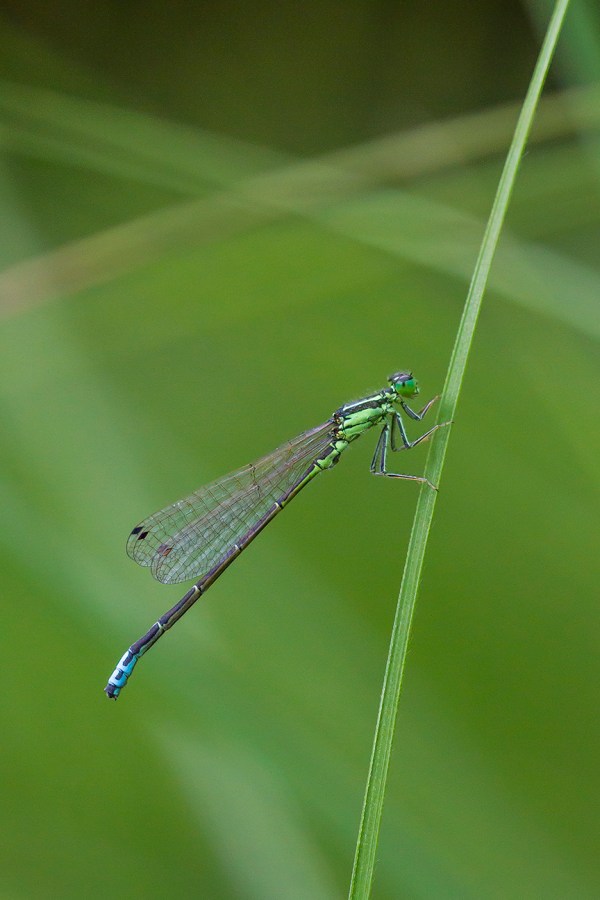 _MG_0537 yd damselfly in grasses v2