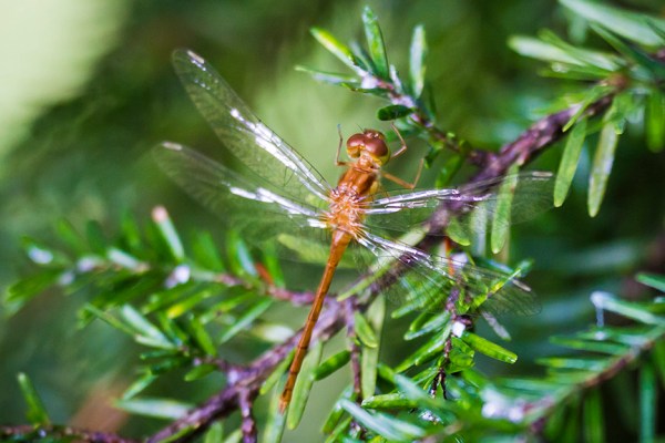 _MG_6976 Teneral Dragonfly v4