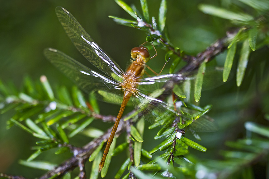 _MG_6990 Teneral Dragonfly v2