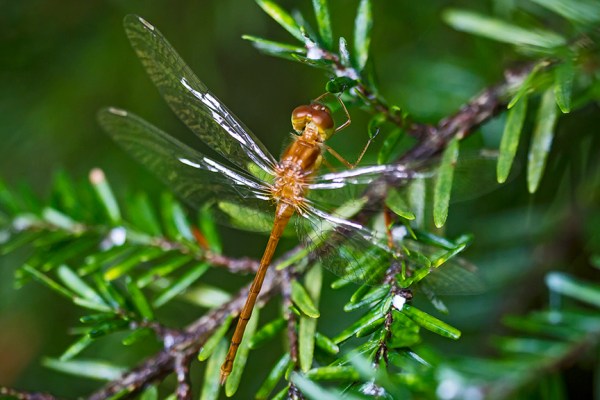 _MG_6990 Teneral Dragonfly v2