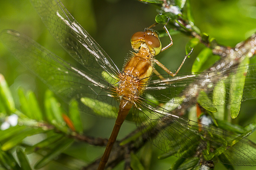 _MG_7050 Teneral Dragonfly v4