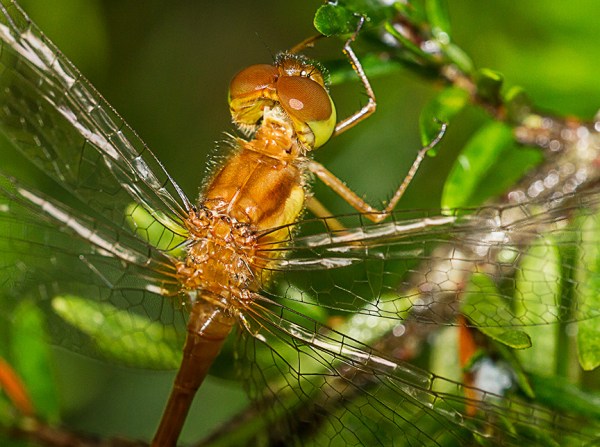 _MG_7050 Teneral Dragonfly v5