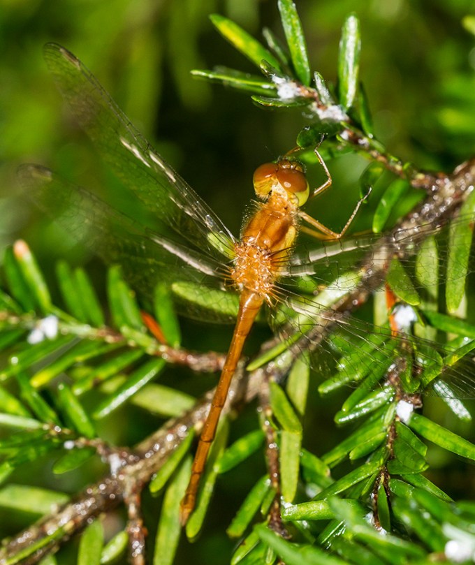 _MG_7056 Teneral Dragonfly v1