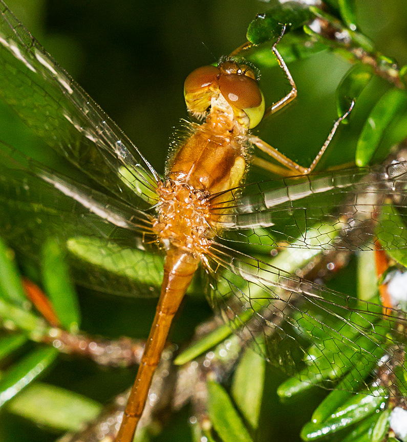 _MG_7056 Teneral Dragonfly v2