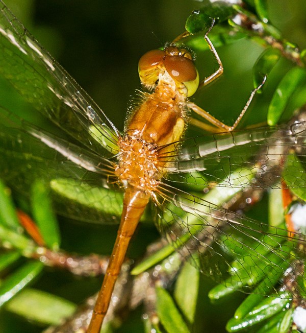 _MG_7056 Teneral Dragonfly v2