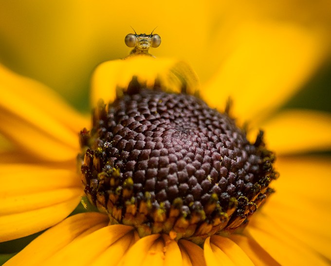 _MG_8669 damselfly v3