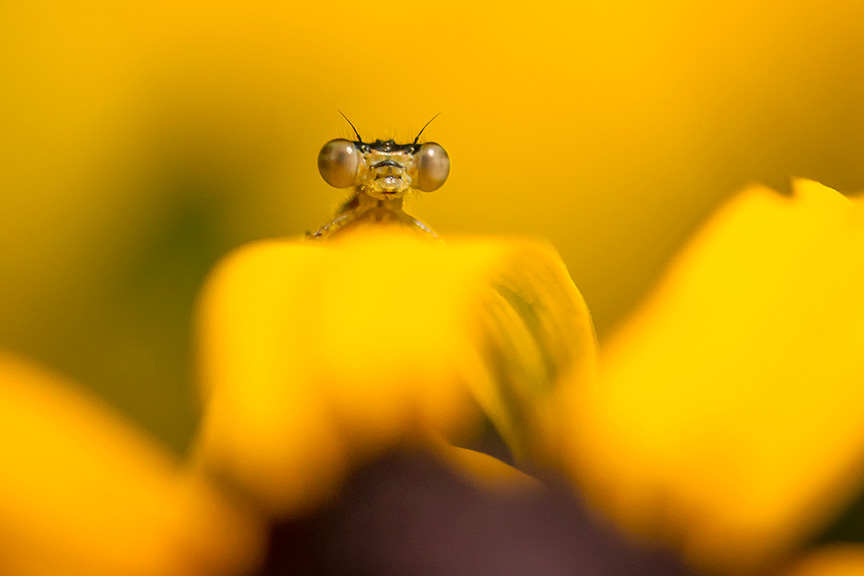 _MG_8695 pond daselfly v3
