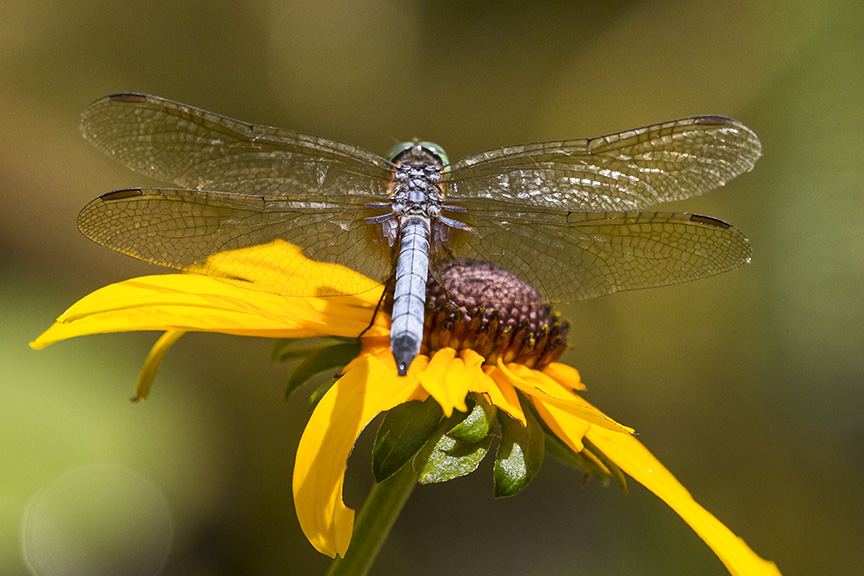 _MG_8712 pond blue dasher dragonfly v2