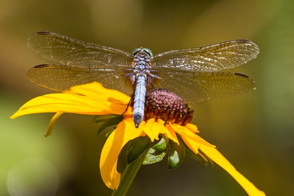 _MG_8712 pond blue dasher dragonfly v2